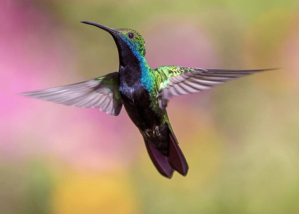 relatos cortos crecimiento espiritual colibrí