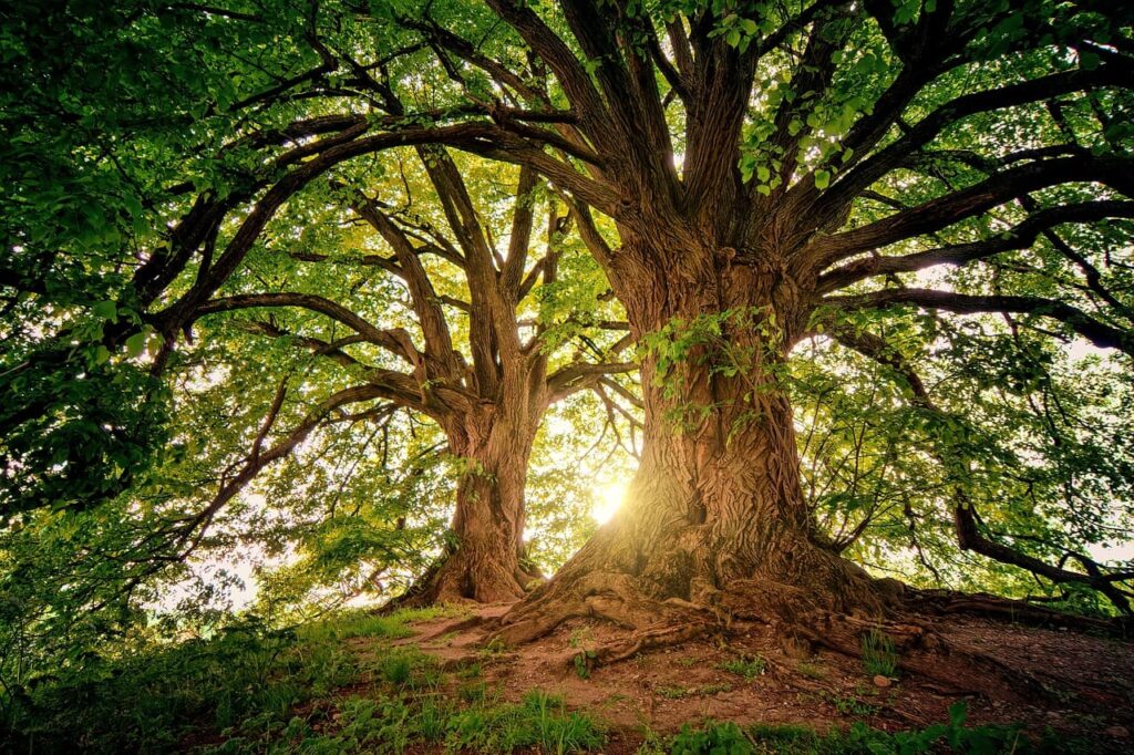 árbol, transformación, relatos cortos